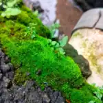 Close-up of moss growth on a garden wall and pipe.